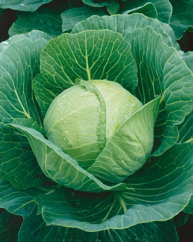 Golden Acre Cabbage Seeds 1315