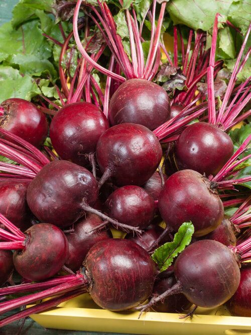 Detroit Dark Red Beet Seeds 1260
