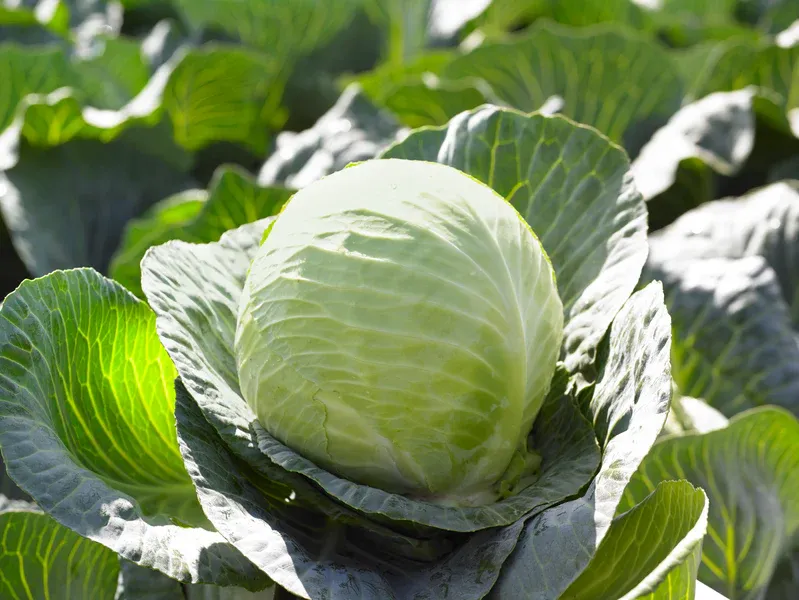 Gregorian Hybrid Cabbage Seeds 1303