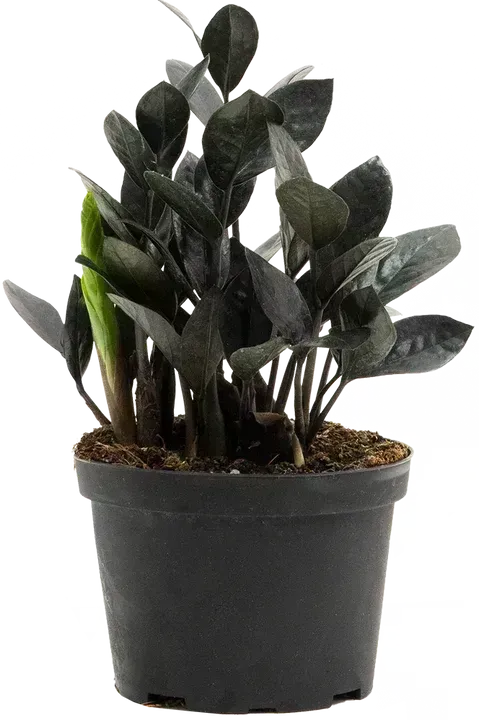 ZZ Black Zamioculcus - 6" -