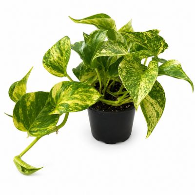 Tropicals