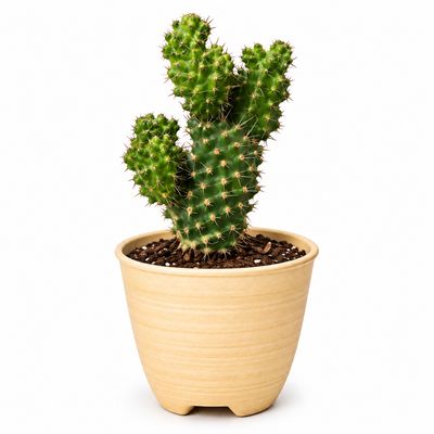 Cacti &amp; Succulents