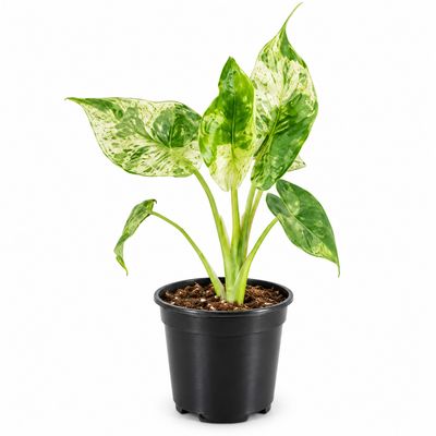 Houseplants