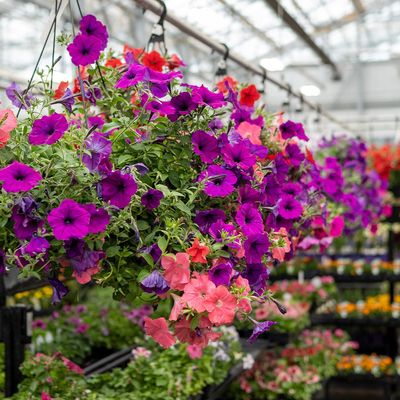 Hanging Baskets &amp; Planters