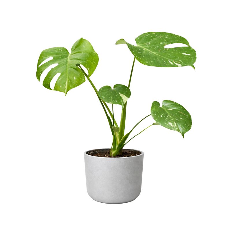 Begonia 25cm in Pot