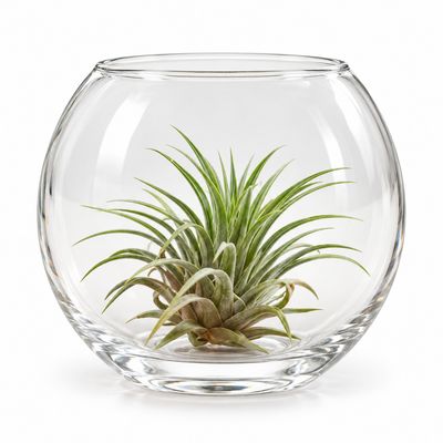 Tillandsia