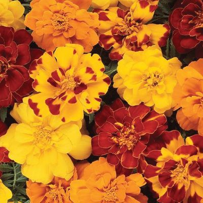 Bedding Plants (4 &amp; 6 Packs)