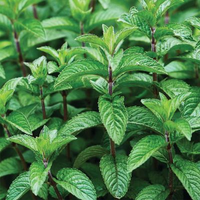 Vegetables &amp; Herbs