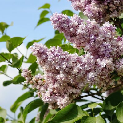 Shrubs