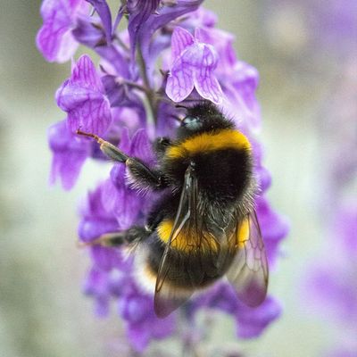Pollinator Attracting Annuals