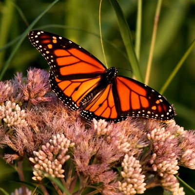 Butterfly Attracting Annuals