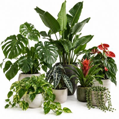 Tropicals