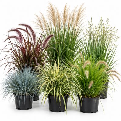 Ornnamental Grasses