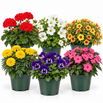 Annuals