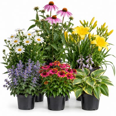 Flowering Perennials