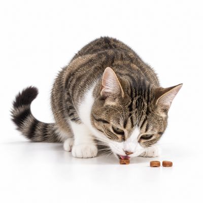 Treats
