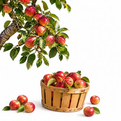 Fruit Trees