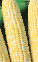 Peaches &amp; Cream Sweet Corn Seeds ('SE' Bi-Colour Type) 1560, Size: Regular