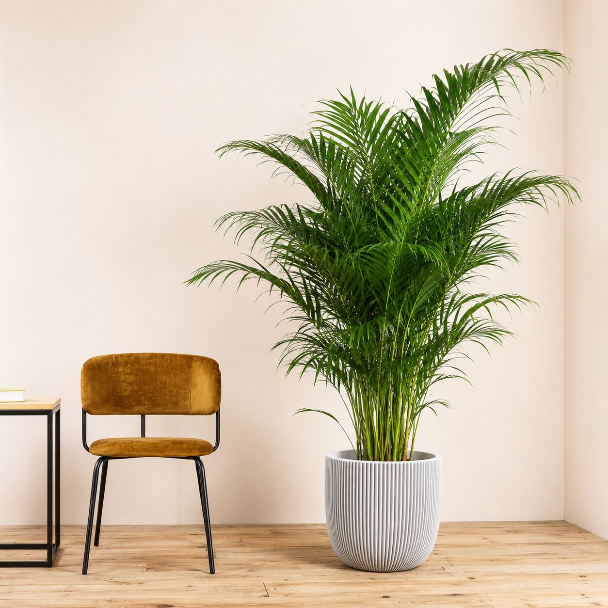 Areca Palm Green in Pot
