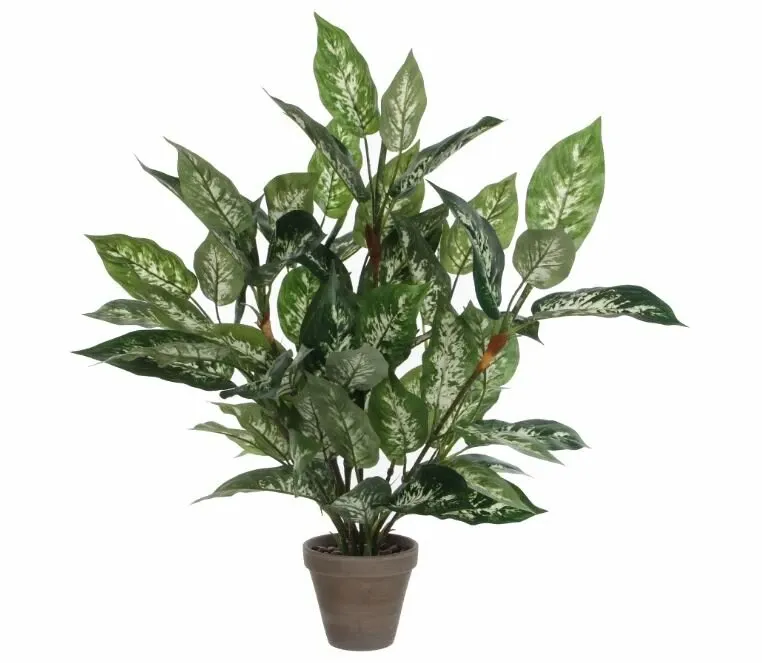 Dieffenbachia Green in Pot
