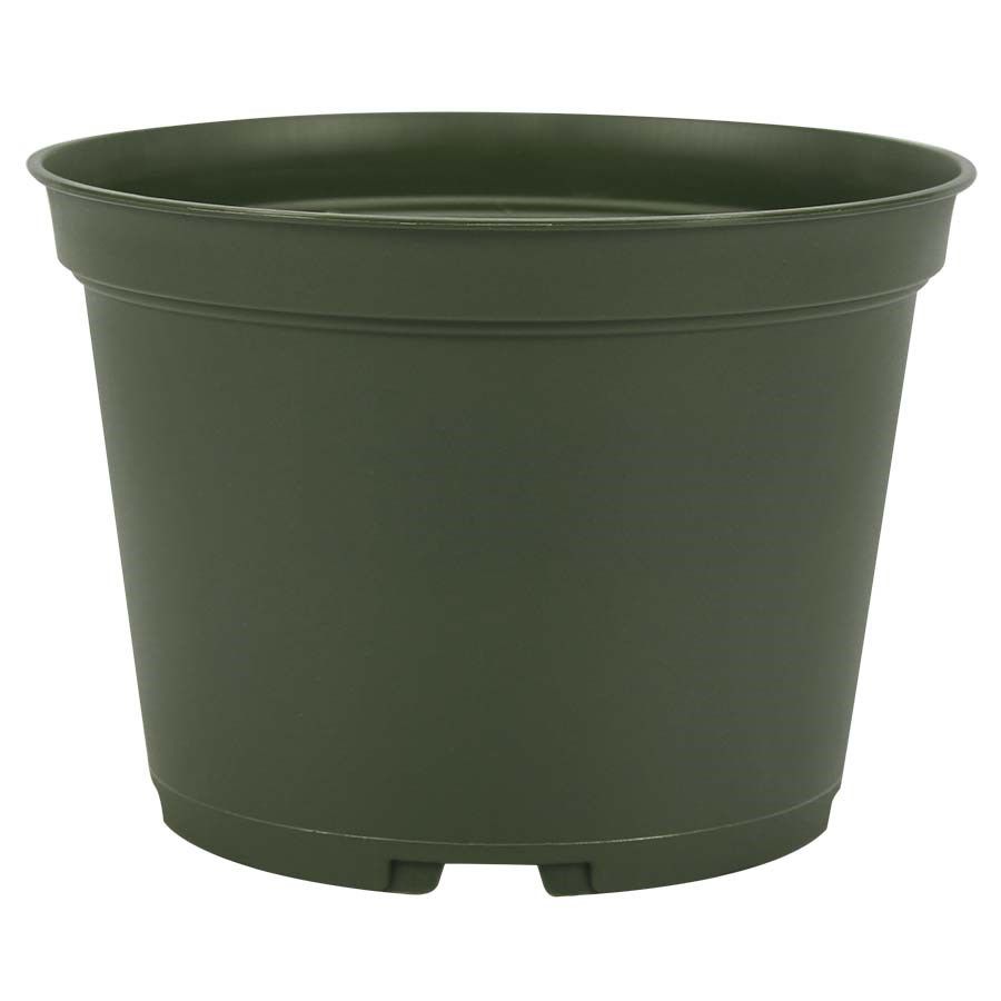 Azalea - Plastic Pot
