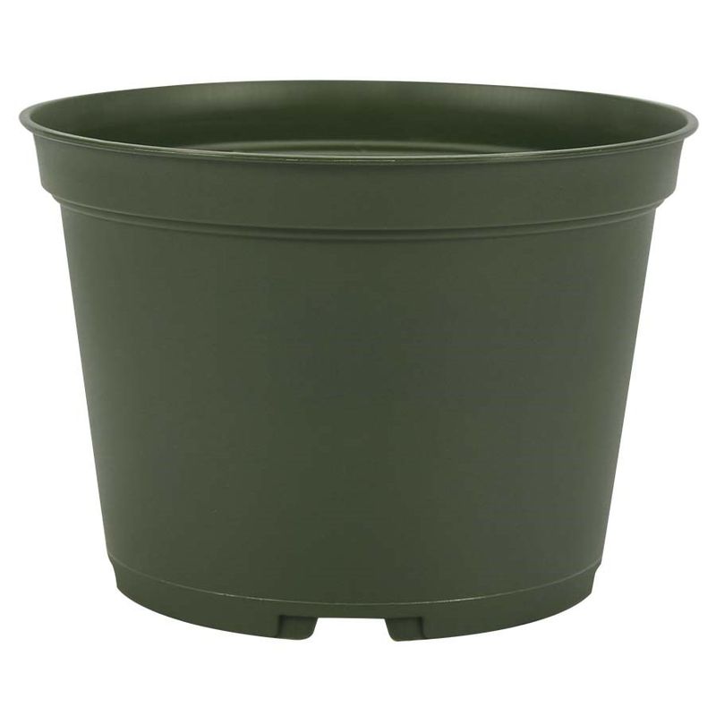 Azalea - Plastic Pot