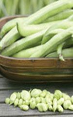Broad Windsor Fava Bean Seeds 1195, Size: Regular