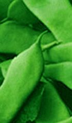 Romano No. 14 Bush Bean Seeds 1165, Size: Regular