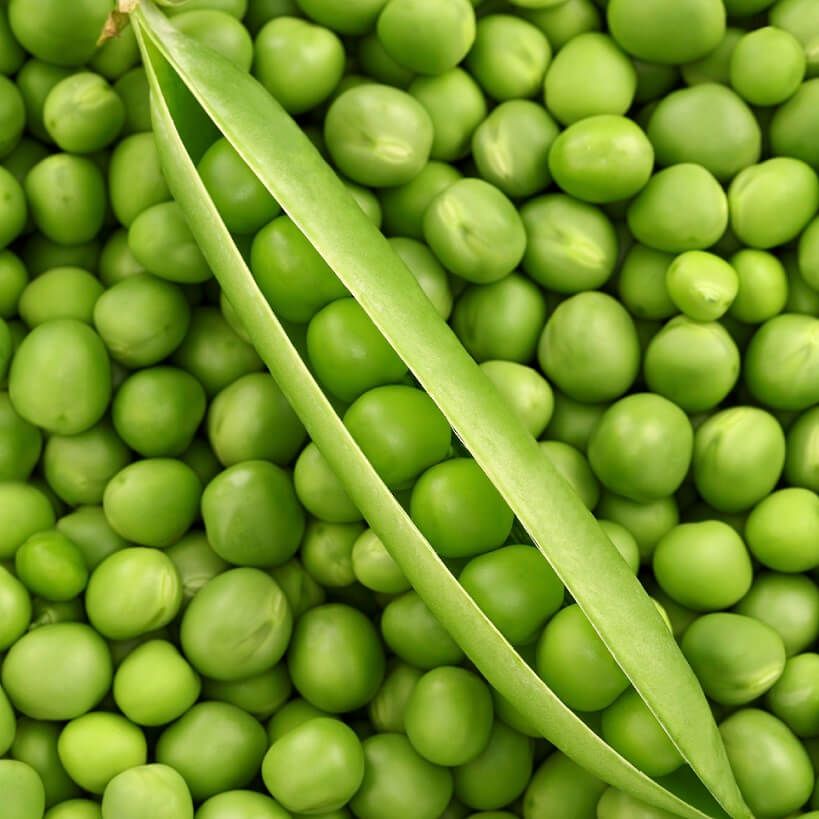 Green Arrow Pea Seeds (English Type) 1970, Size: Regular
