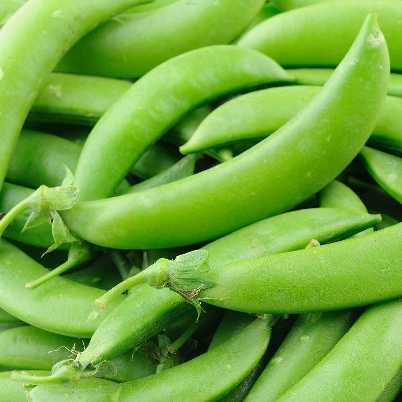 Sugar Snap Pea Seeds (Edible Pod Type) 2010, Size: Regular