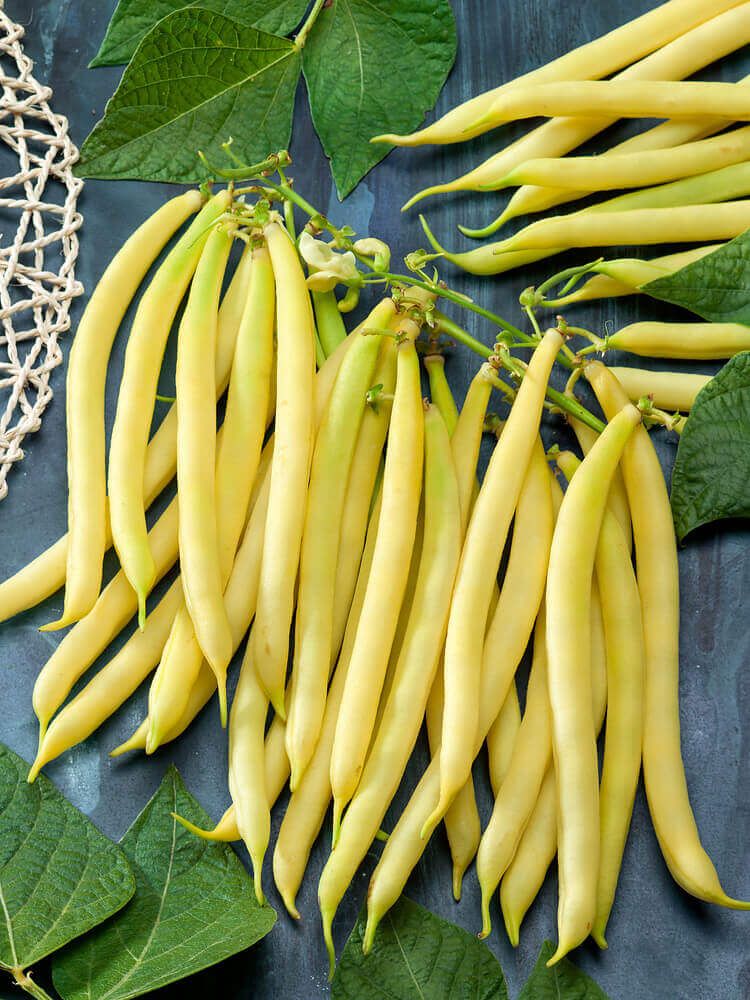 Golden Wax Yellow Bush Bean Seeds 1140