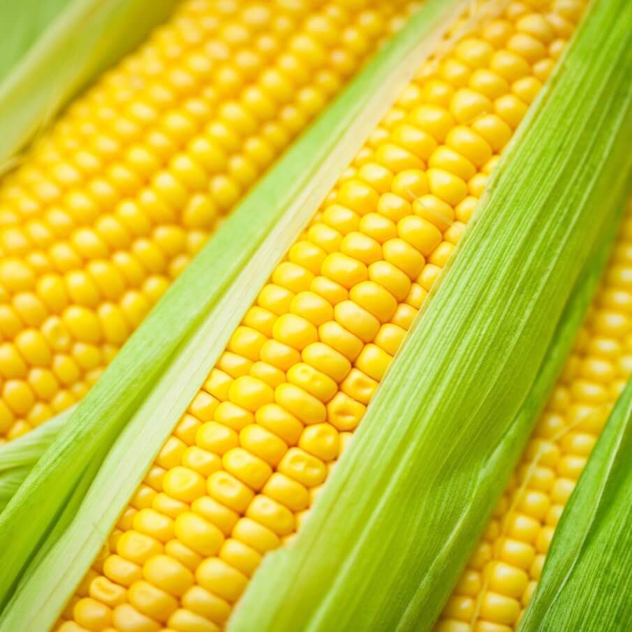 Golden Bantam Sweet Corn Seeds (Open Pollinated Type) 1510, Size: Regular