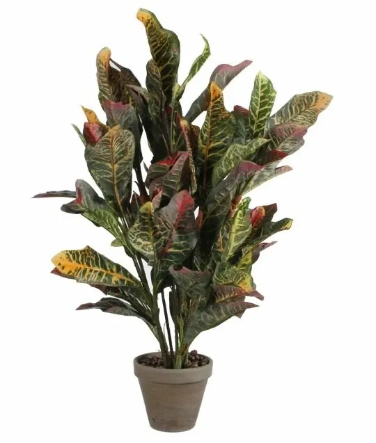 Croton green in pot Stan grey d15.5cm - h73xd40cm