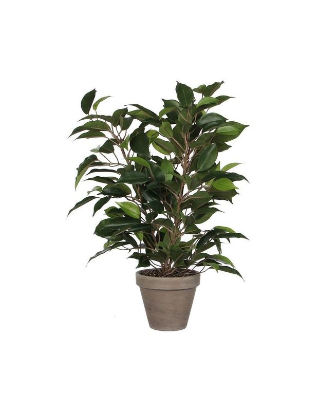 Ficus Natasja green in pot Stan grey d11.5cm - h40xd30cm