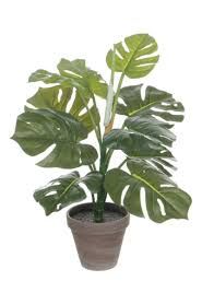 Philo green in pot Stan grey d13.5cm - h48cm