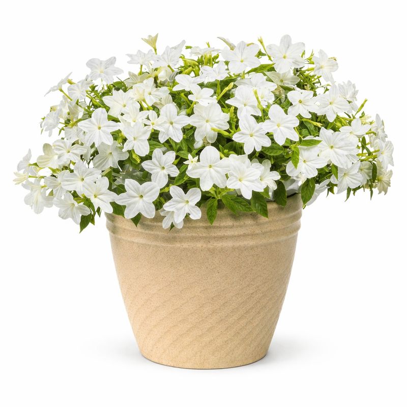 Browallia - Endless Flirtation