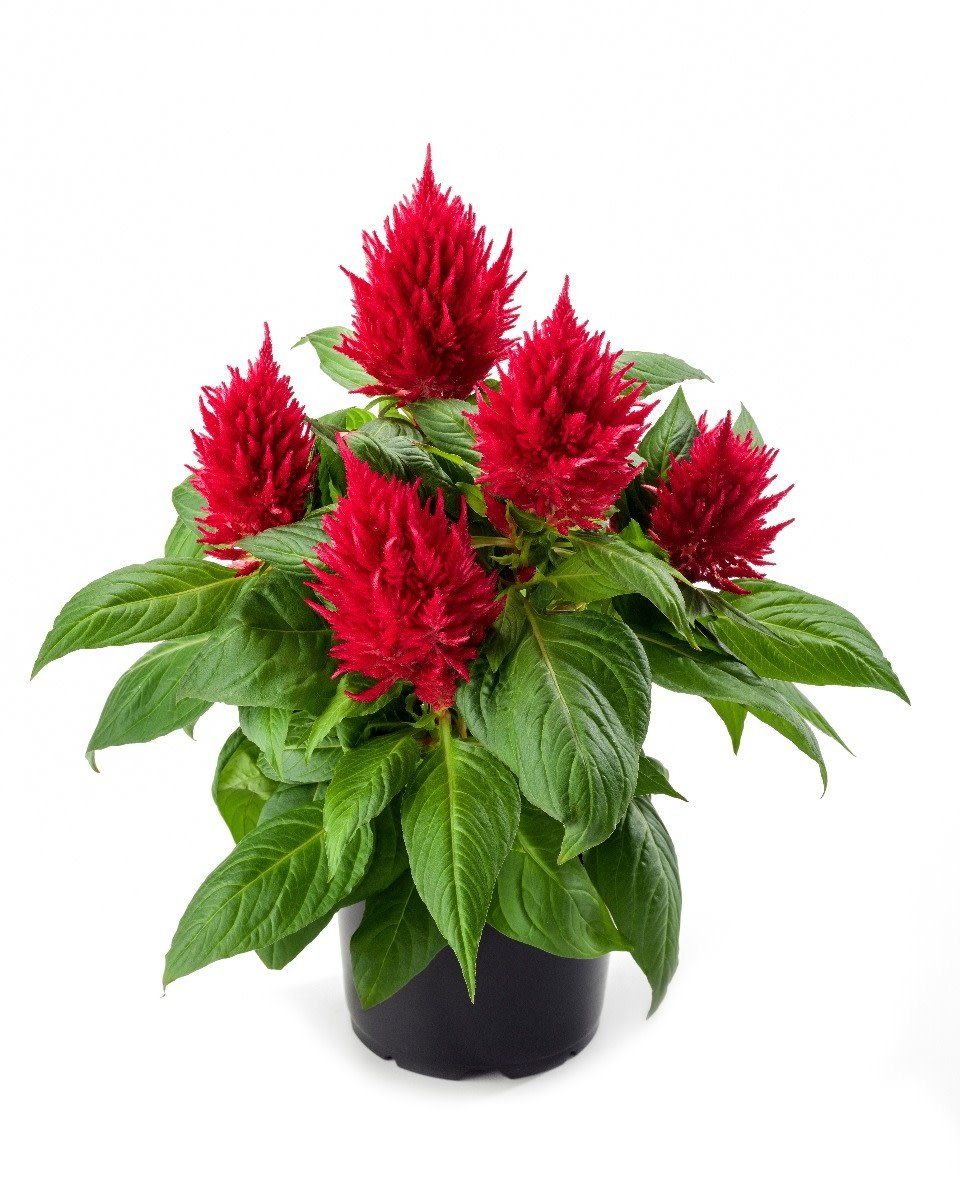 Celosia - Fire Red