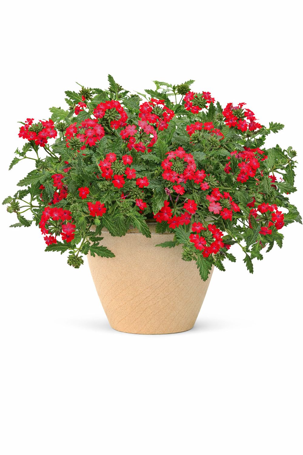 Verbena - Superbena Royale Iced Cherry