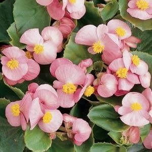 Begonia - Prelude Pink (6 Pack Regular)