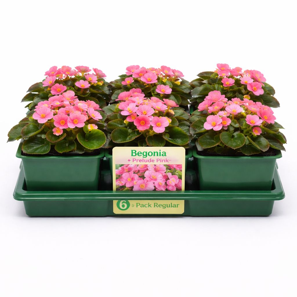 Begonia - Prelude Pink (6 Pack Regular)