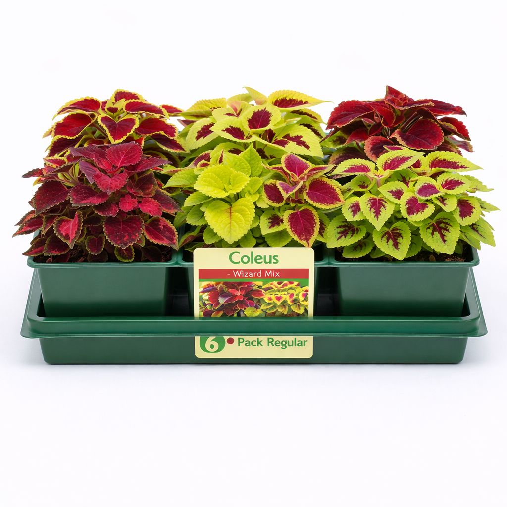 Coleus - Wizard Mix (6 Pack Regular)
