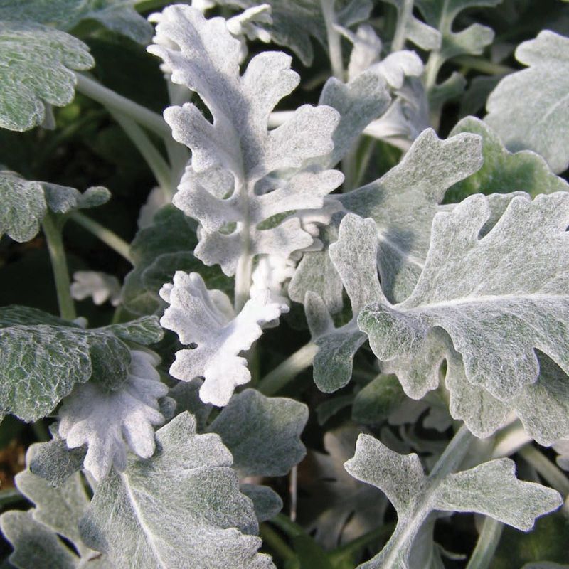 Dusty Miller - Silverdust (6 Pack Regular)