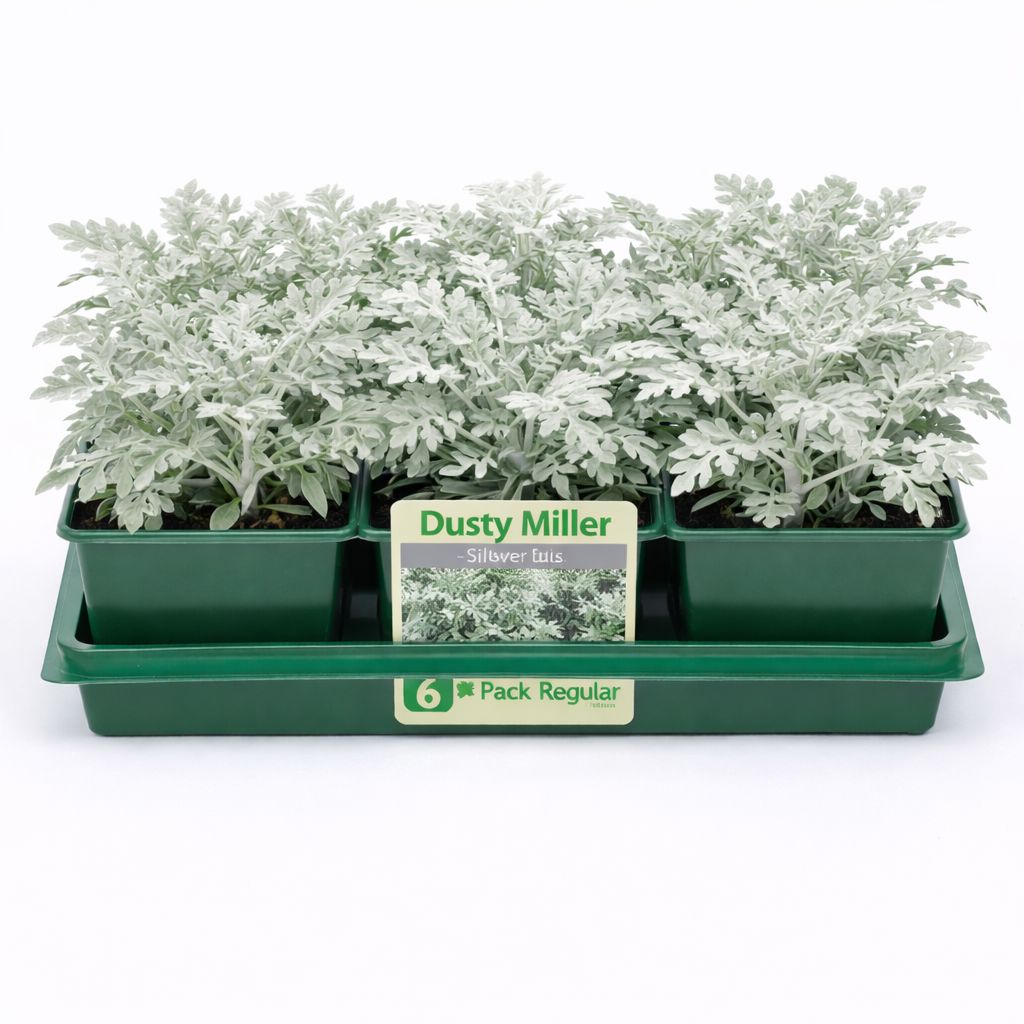 Dusty Miller - Silverdust (6 Pack Regular)