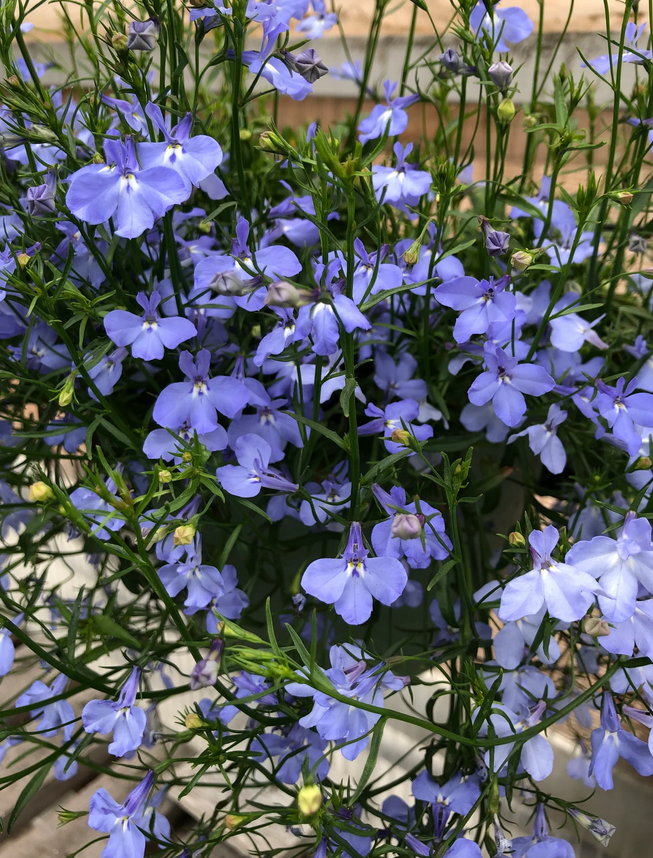 Lobelia - Regatta Blue Sky (6 Pack Regular)