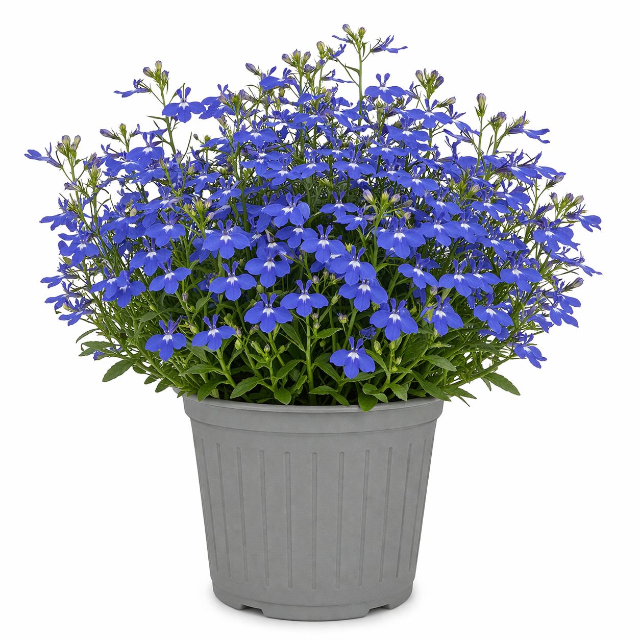 Lobelia - Regatta Blue Sky (6 Pack Regular)