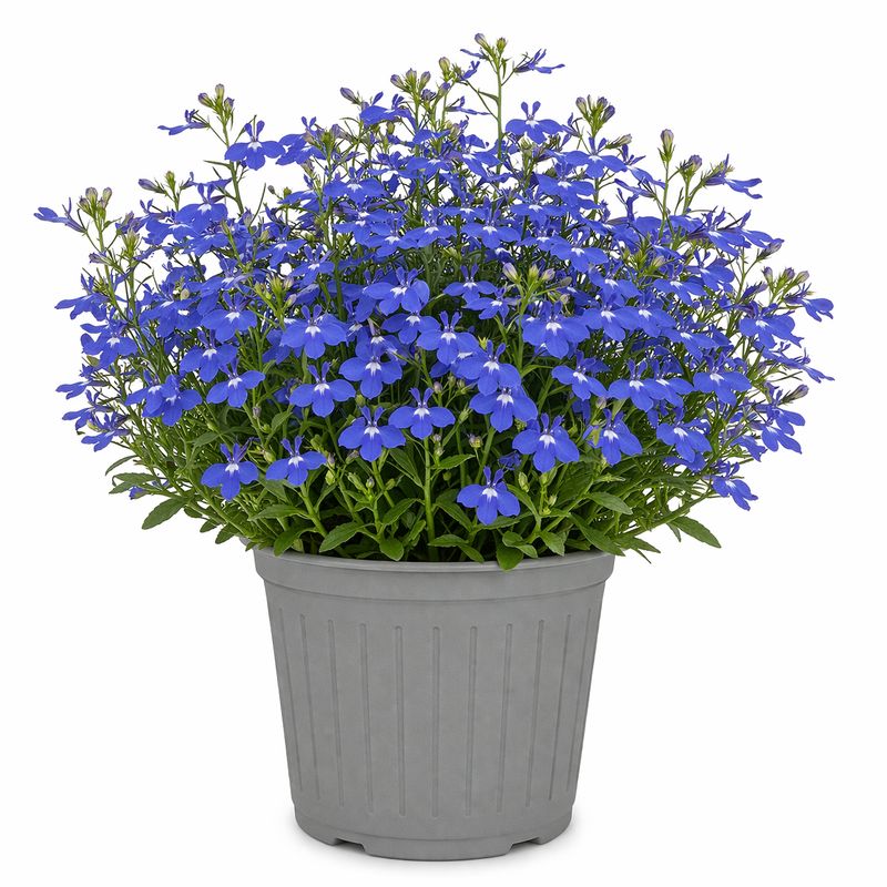 Lobelia - Regatta Blue Sky (6 Pack Regular)