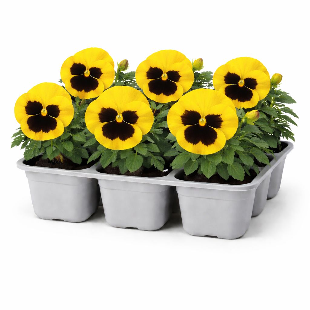 Pansy - Matrix Yellow Blotch (6 Pack Regular)