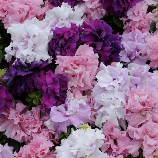 Petunia - Double Take Mix (6 Pack Regular)
