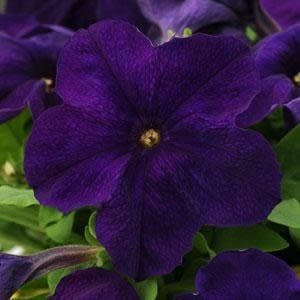 Petunia - Pretty Grand Midnight (6 Pack Regular)