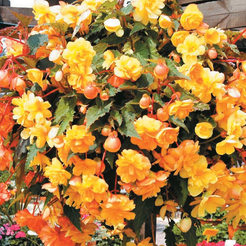 Begonia - Illumination Apricot Shade